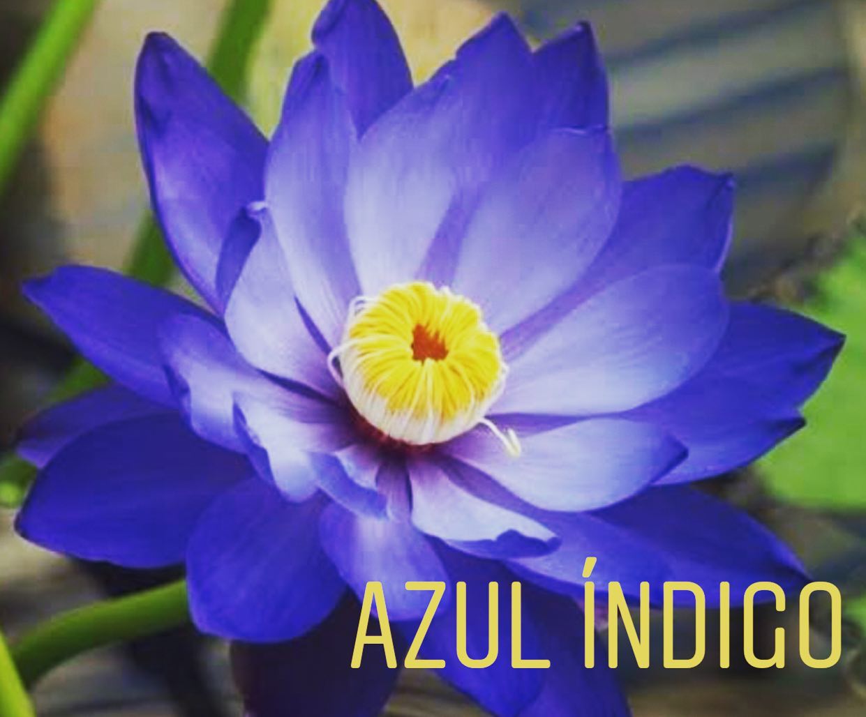 cromoterapia: cor azul indigo